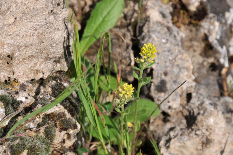 Ogliastra fiore giallo - Alyssum sp.